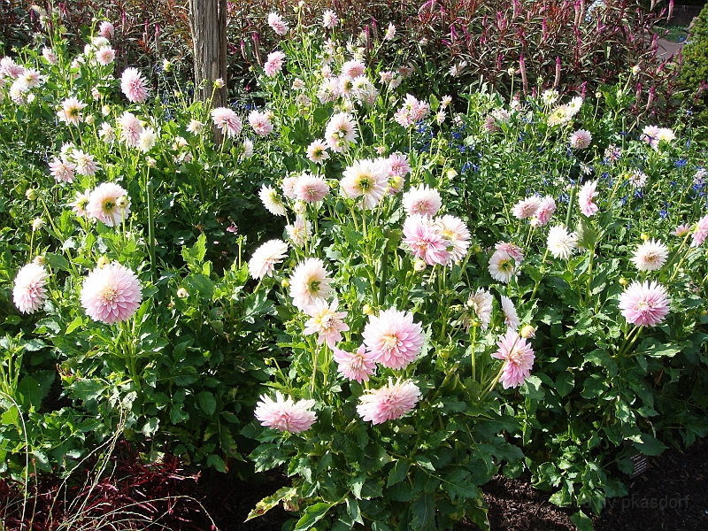 180 Longwood Gardens [2008 August 23].JPG - Longwood Gardens in Pennsylvania